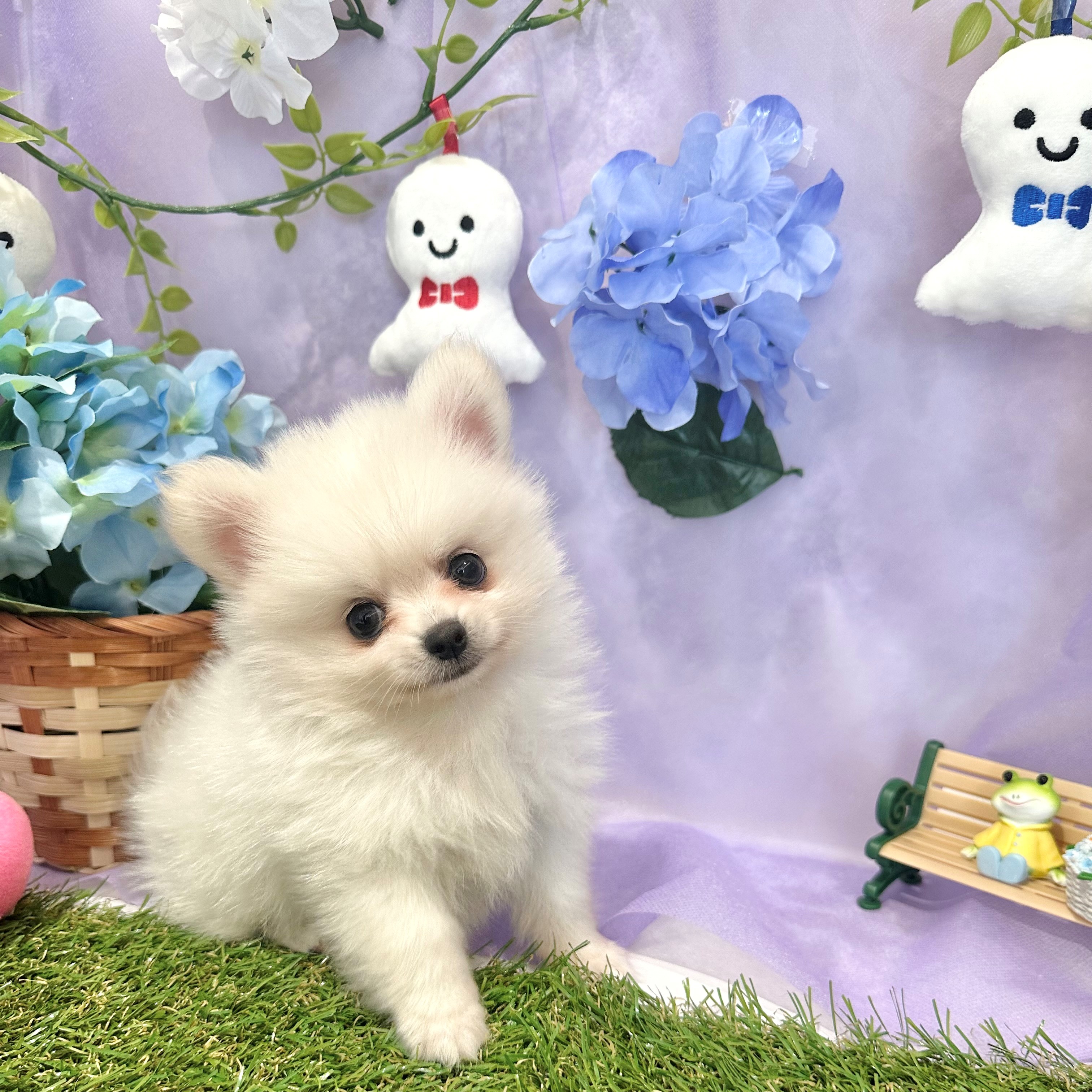 福岡県のポメチワ/チワポメ/ポメチー(ポメラニアン×チワワ) (犬の家＆猫の里くりえいと宗像店/2026年3月31日生まれ/男の子/ホワイト)の子犬の4枚目の画像