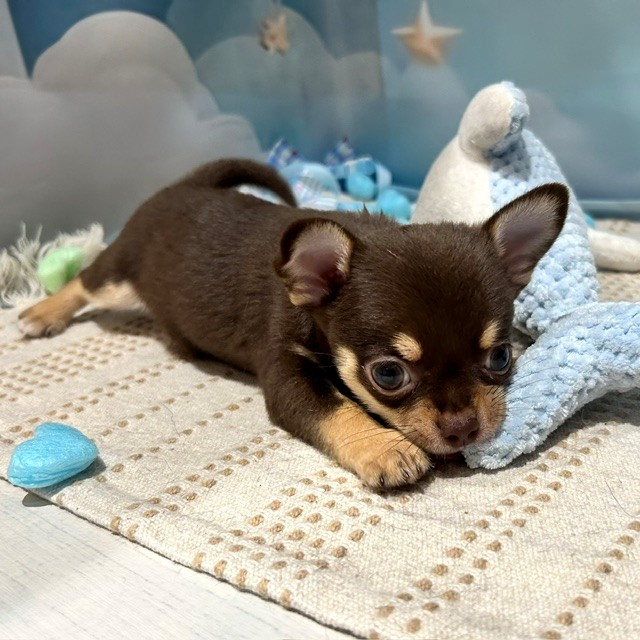 福岡県のチワワ(スムース) (犬の家＆猫の里トリアス久山店/2026年3月30日生まれ/男の子/チョコレートタン)の子犬の4枚目の画像