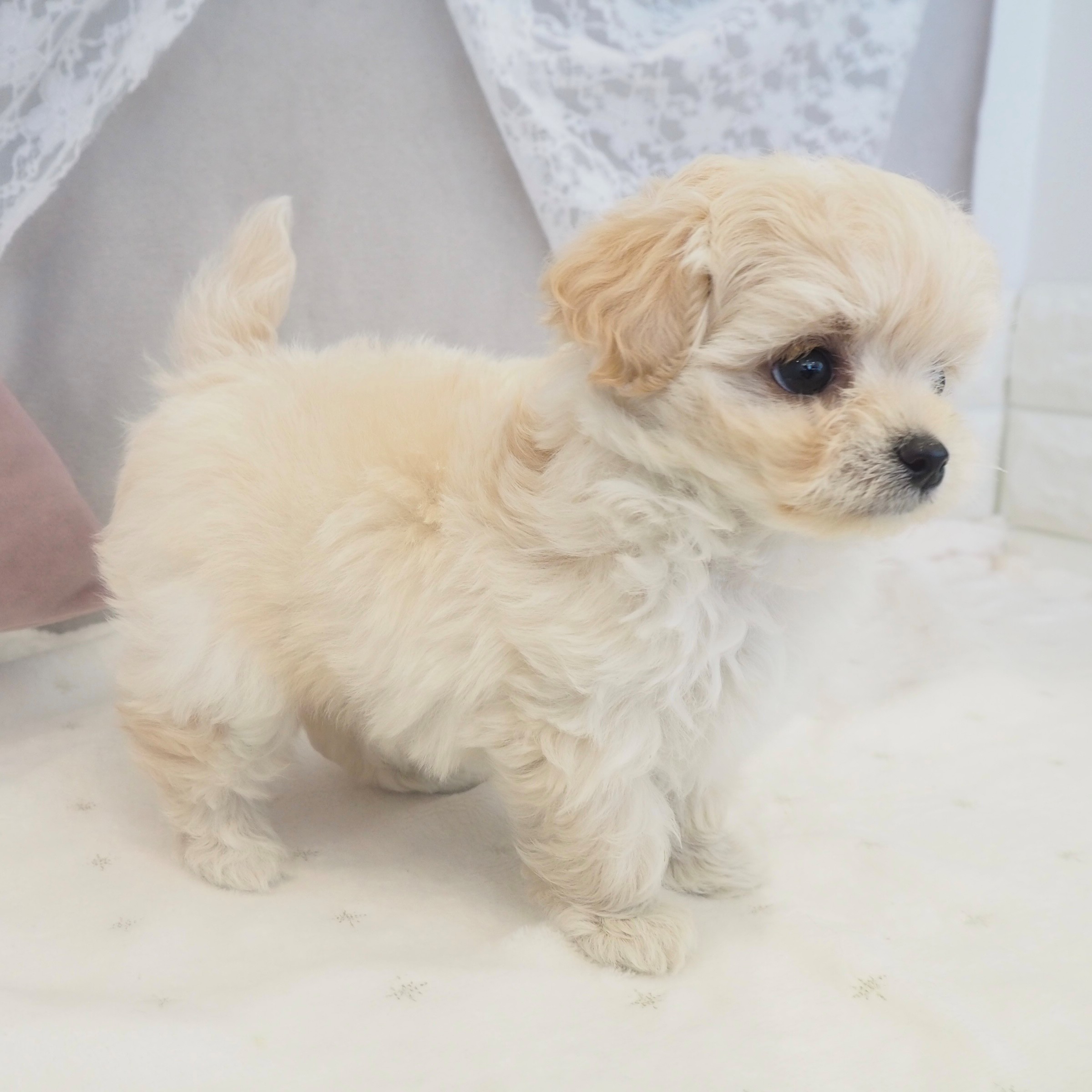 大阪府のチワプー/プーチー(チワワ×プードル) (犬の家＆猫の里もりのみやキューズモールBASE店/2026年3月31日生まれ/男の子/クリームホワイト)の子犬の4枚目の画像