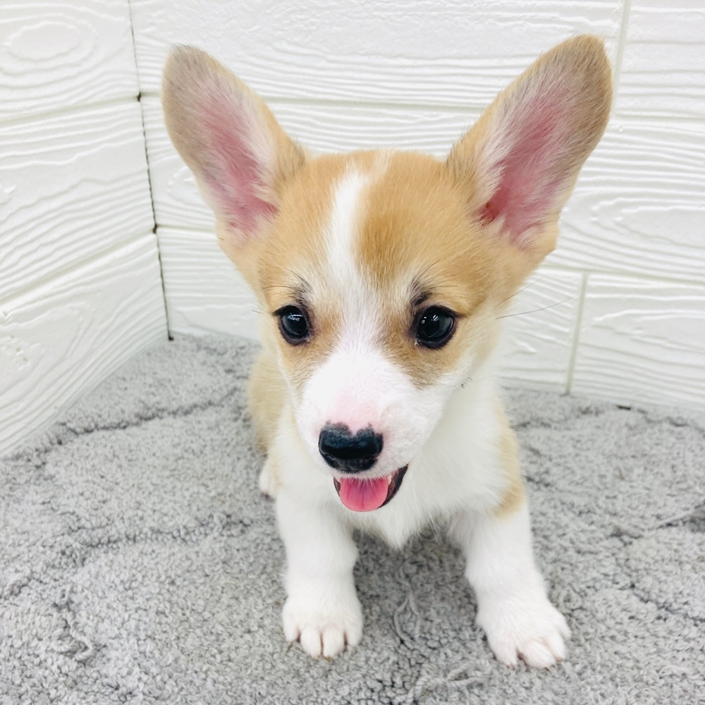 愛知県のウェルシュコーギーペンブローク (犬の家＆猫の里七宝店/2026年3月30日生まれ/男の子/レッドホワイト)の子犬の4枚目の画像