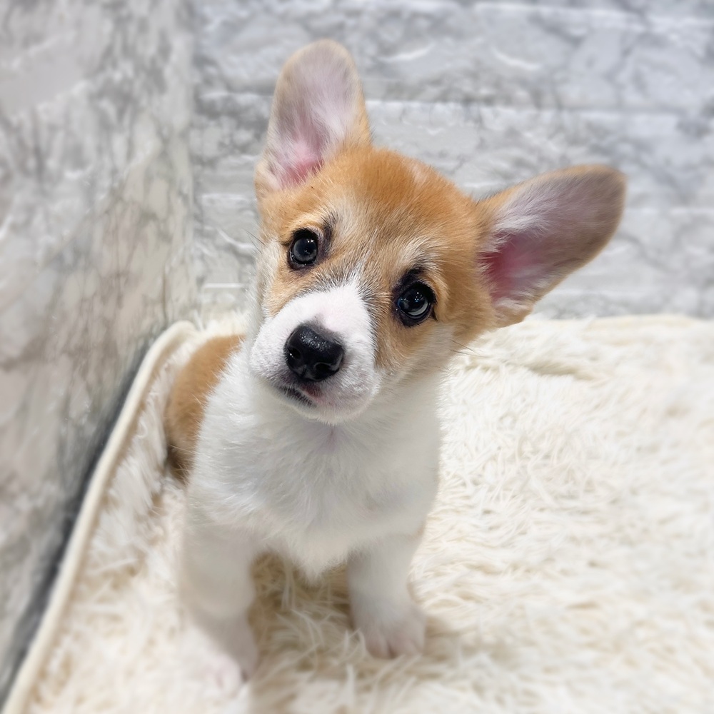 愛知県のウェルシュコーギーペンブローク (犬の家＆猫の里MiO香久山店/2026年3月30日生まれ/女の子/レッドホワイト)の子犬の4枚目の画像