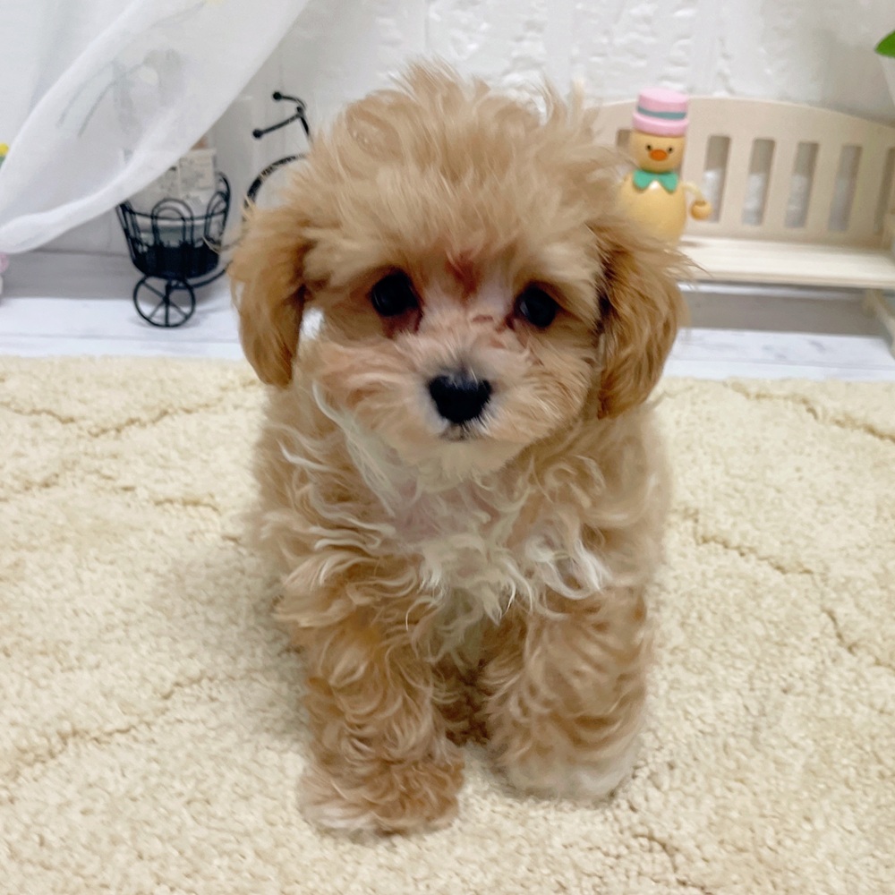 岡山県のマルプー(マルチーズ×プードル) (犬の家＆猫の里岡山店/2026年4月1日生まれ/男の子/アプリコットホワイト)の子犬の4枚目の画像