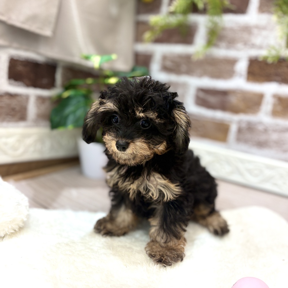 岐阜県のチワプー/プーチー(チワワ×プードル) (犬の家＆猫の里岐南店/2026年4月1日生まれ/女の子/ブラックタン)の子犬の4枚目の画像