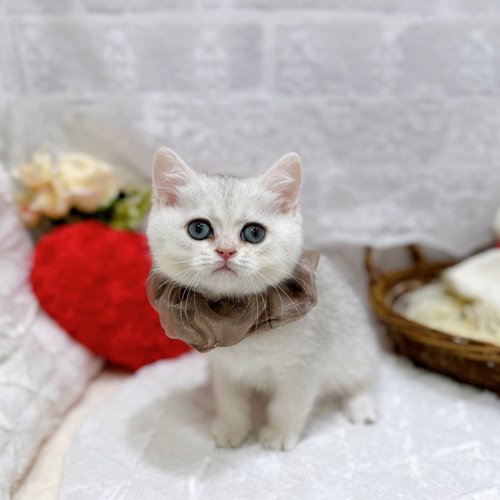 滋賀県のブリティッシュショートヘアー (犬の家＆猫の里長浜店/2026年3月26日生まれ/男の子/シルバーシェーデッド)の子猫の4枚目の画像