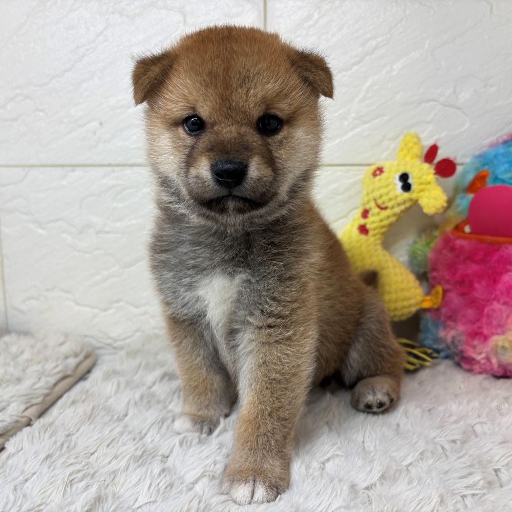 兵庫県の柴犬(標準サイズ) (犬の家＆猫の里ゆめタウン姫路店/2026年3月31日生まれ/男の子/赤)の子犬の4枚目の画像