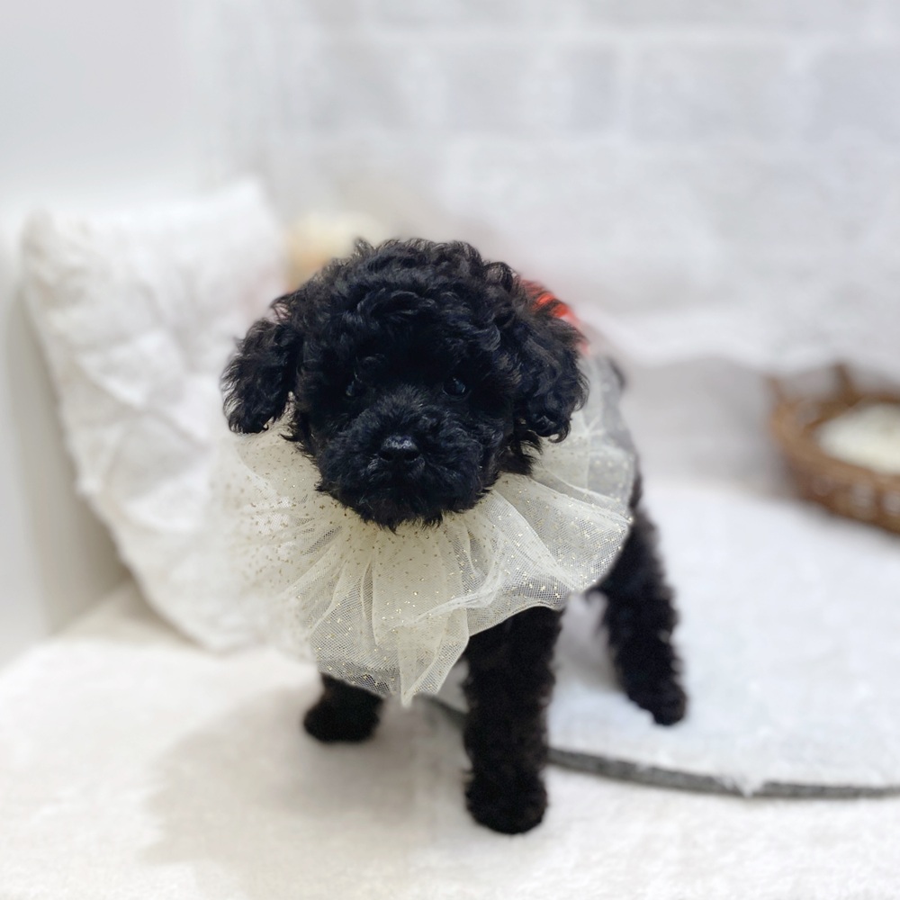 滋賀県のトイプードル(トイ) (犬の家＆猫の里長浜店/2026年3月31日生まれ/女の子/ブラック)の子犬の4枚目の画像