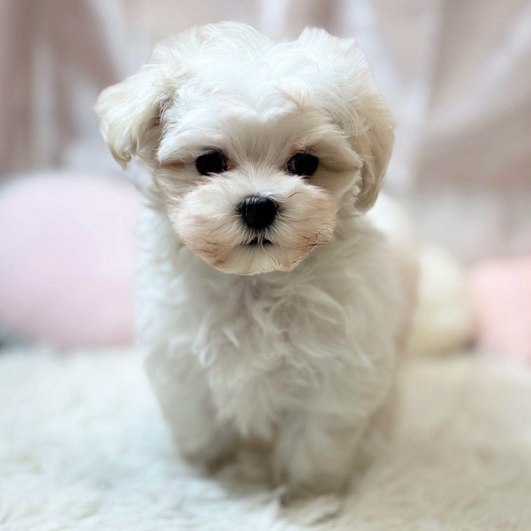 兵庫県のマルチーズ (犬の家＆猫の里カナート西神戸店/2026年3月30日生まれ/女の子/ホワイト)の子犬の4枚目の画像