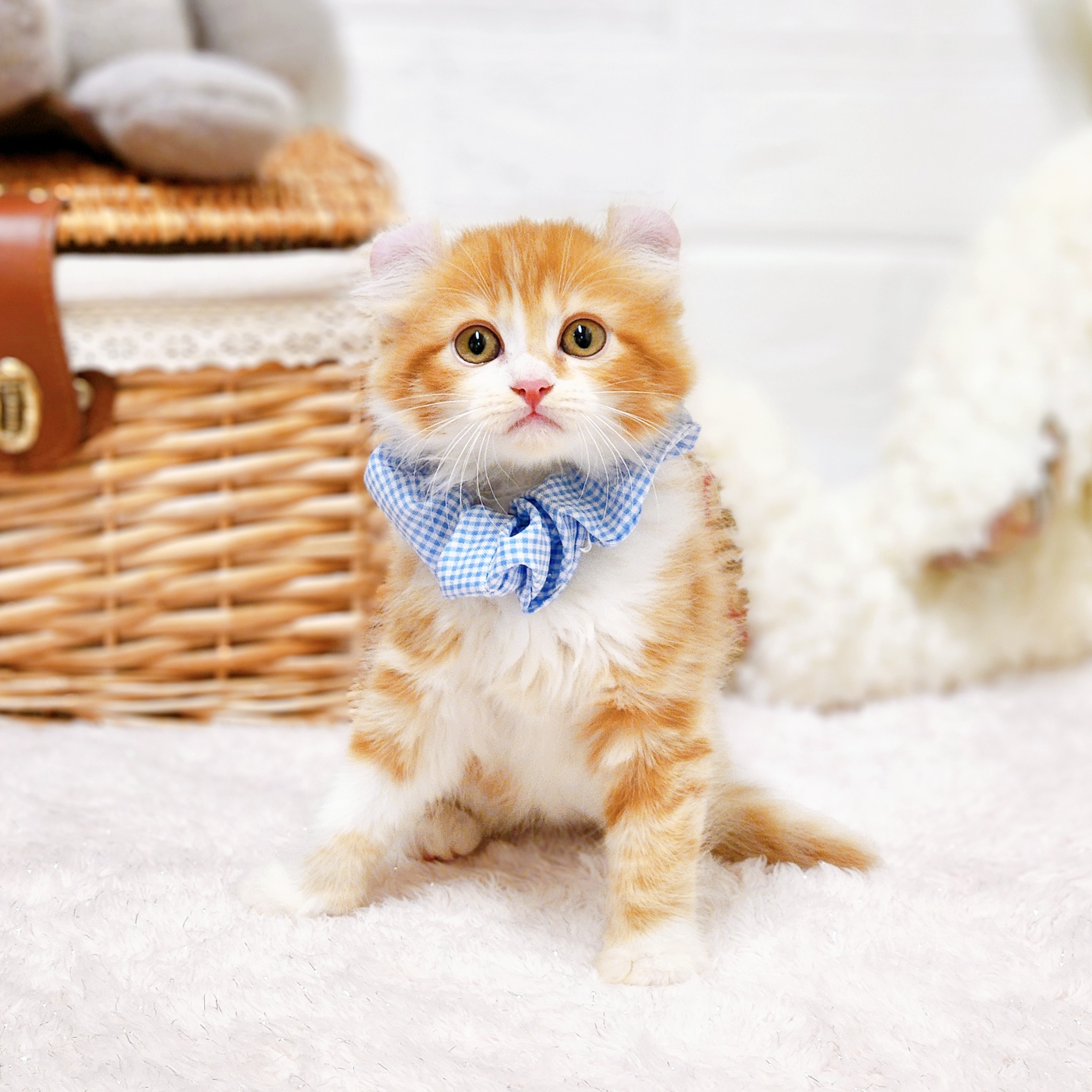 滋賀県のアメリカンカール (犬の家＆猫の里近江八幡店/2026年4月1日生まれ/男の子/レッドタビーホワイト)の子猫の4枚目の画像