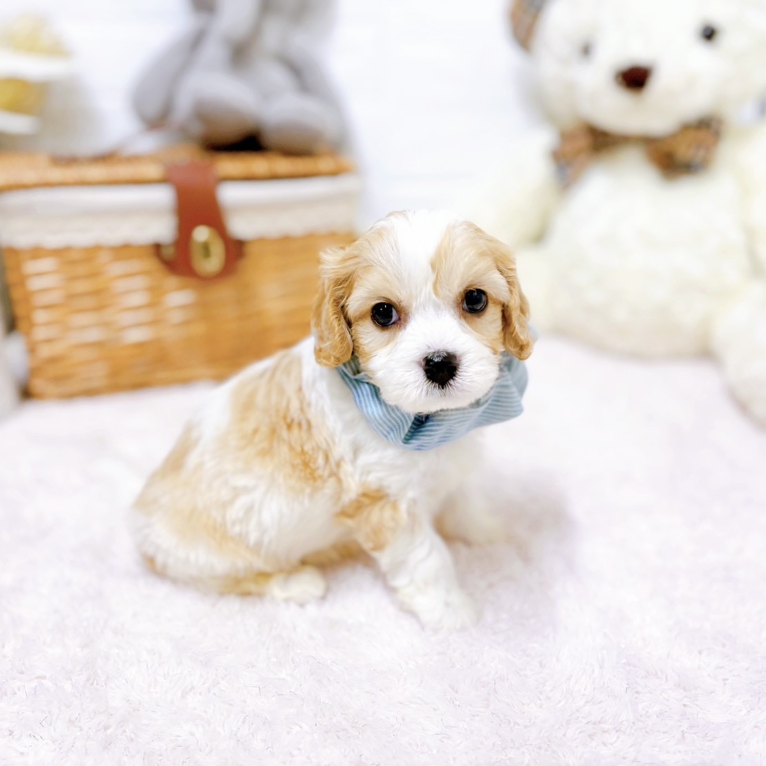 滋賀県のハーフ犬・ミックス犬 (犬の家＆猫の里近江八幡店/2026年3月31日生まれ/男の子/ホワイトクリーム)の子犬の4枚目の画像