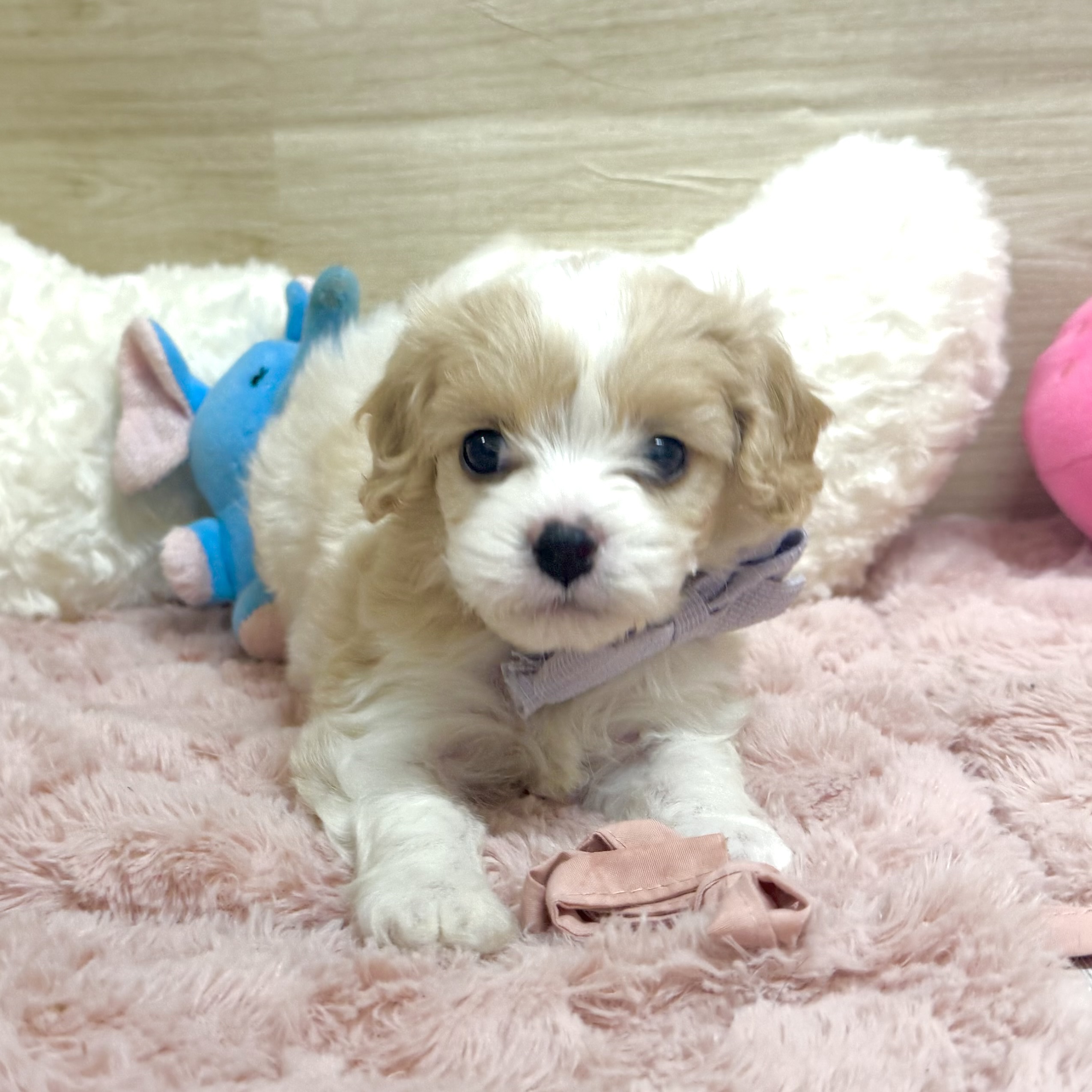 大阪府のハーフ犬・ミックス犬 (犬の家＆猫の里そよら東岸和田店/2026年3月31日生まれ/女の子/ホワイトクリーム)の子犬の4枚目の画像