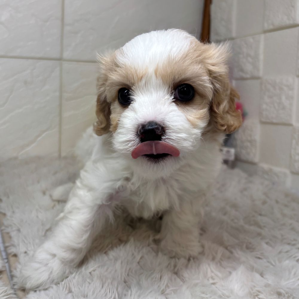 兵庫県のハーフ犬・ミックス犬 (犬の家＆猫の里ゆめタウン姫路店/2026年3月31日生まれ/男の子/ホワイトクリーム)の子犬の4枚目の画像