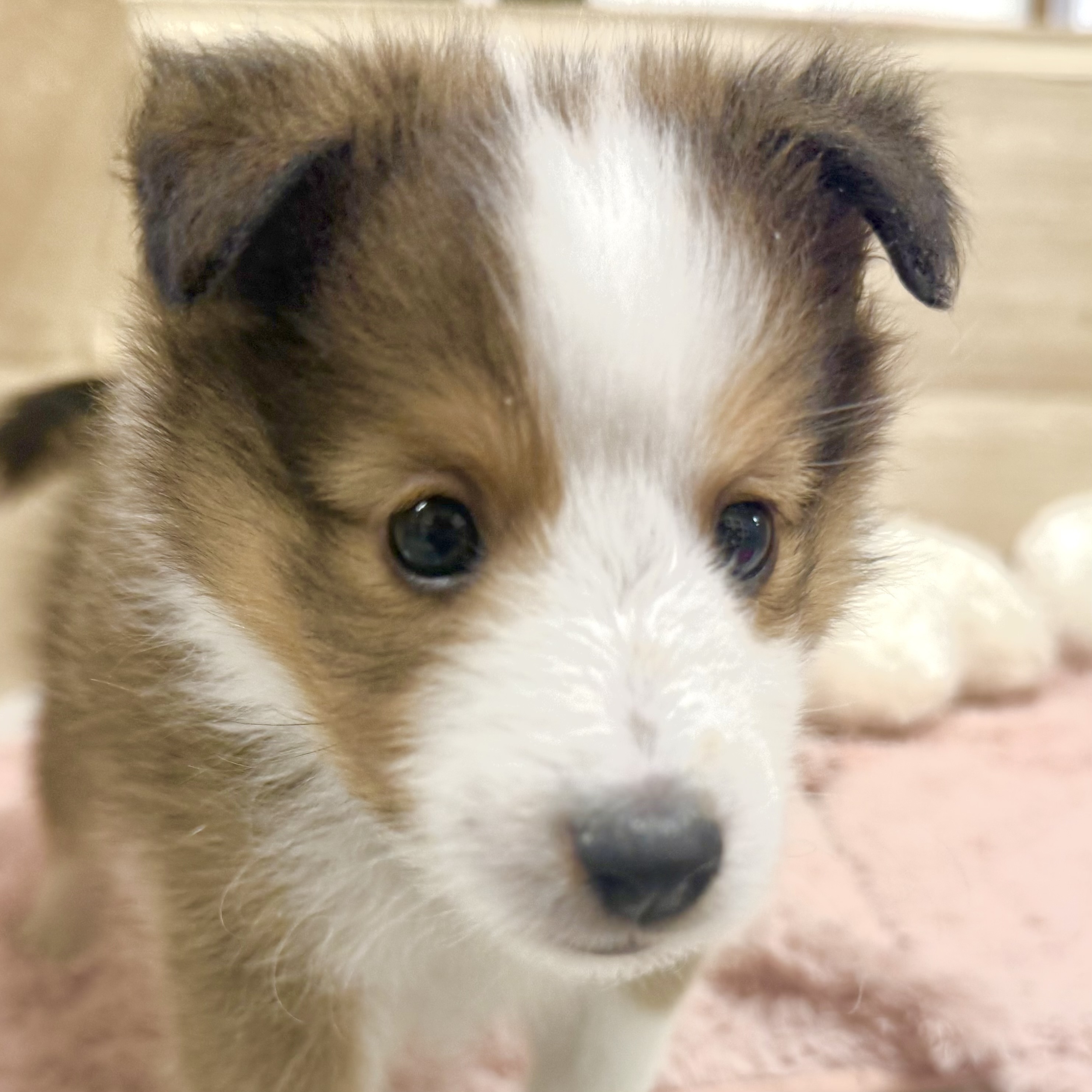 大阪府のシェットランドシープドッグ (犬の家＆猫の里そよら東岸和田店/2026年4月2日生まれ/女の子/セーブルホワイト)の子犬の1枚目の画像