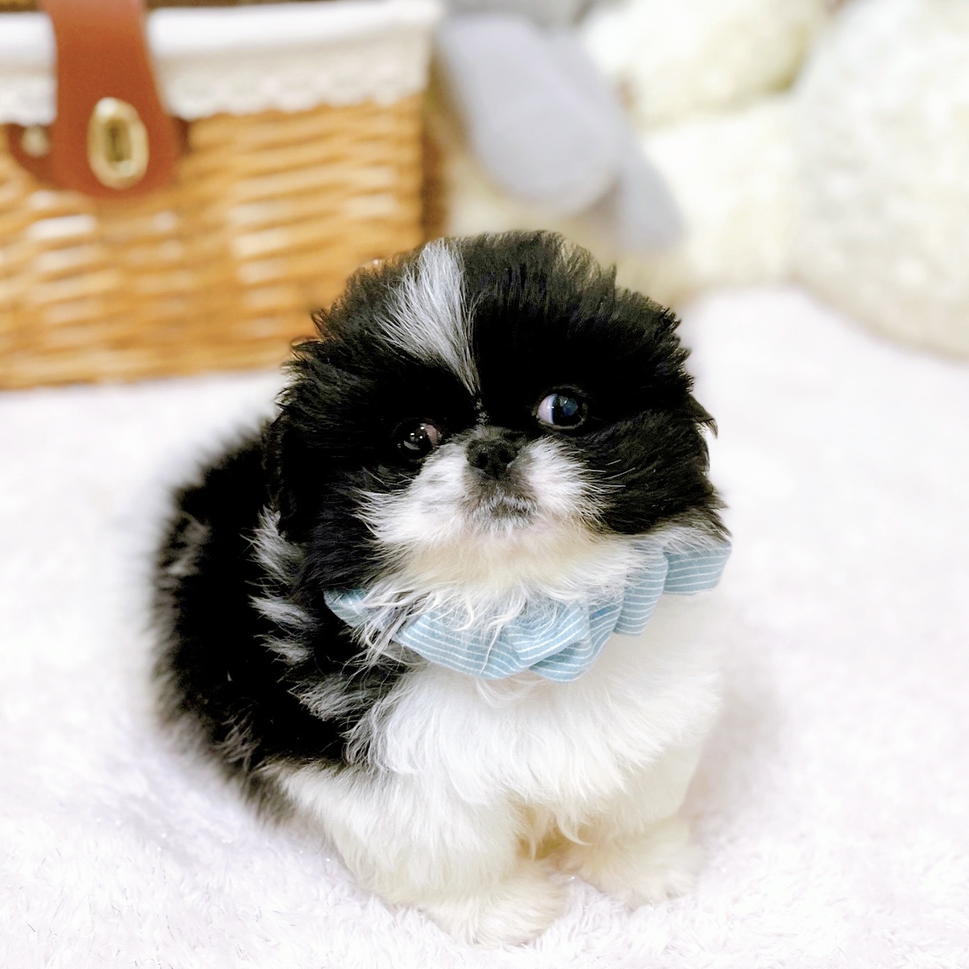 滋賀県のペキニーズ (犬の家＆猫の里近江八幡店/2026年4月1日生まれ/男の子/ホワイトブラック)の子犬の4枚目の画像