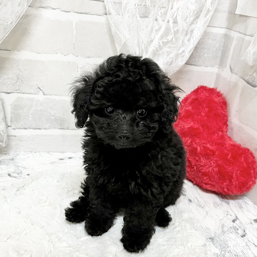 京都府のトイプードル(トイ) (犬の家＆猫の里京都精華店/2026年3月31日生まれ/女の子/ブラック)の子犬の4枚目の画像