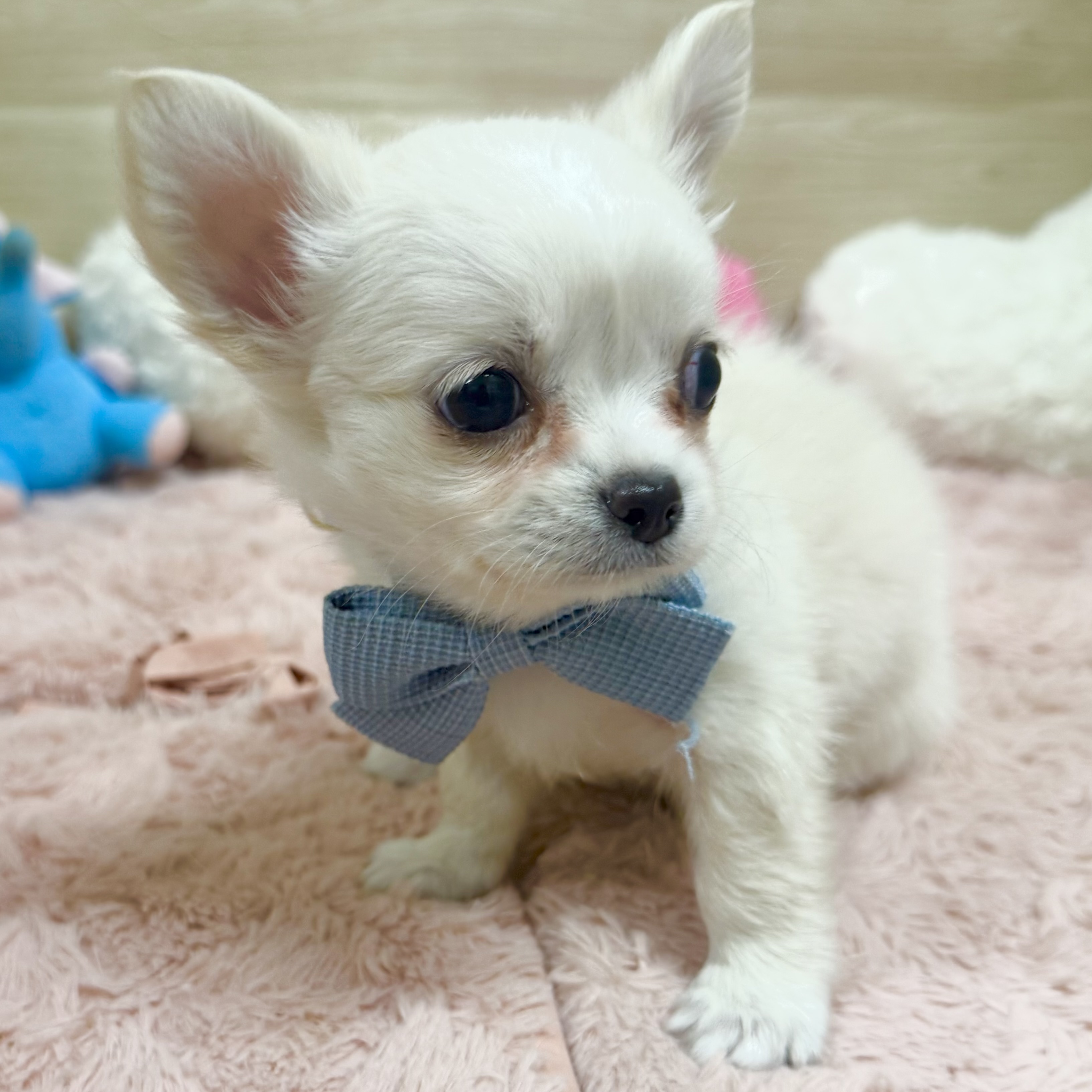 大阪府のチワワ(ロング) (犬の家＆猫の里そよら東岸和田店/2026年4月1日生まれ/女の子/クリーム)の子犬の4枚目の画像