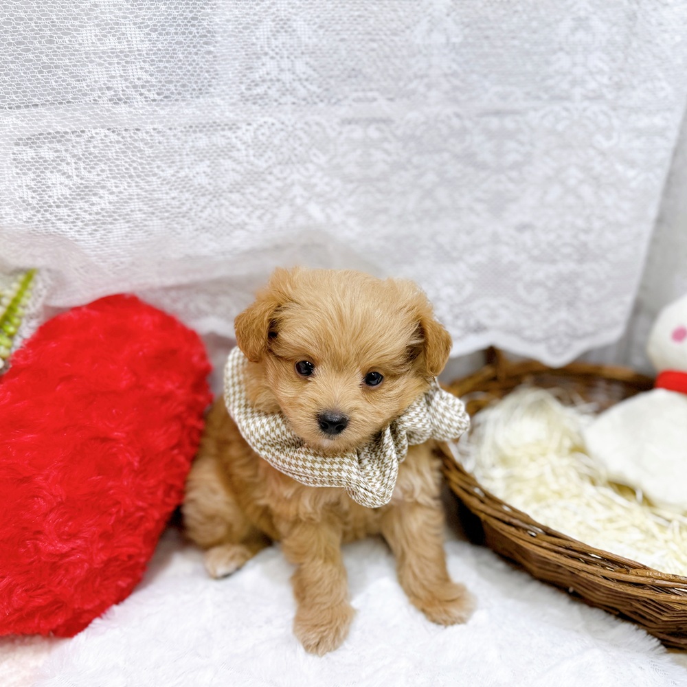 滋賀県のポメプー(ポメラニアン×プードル) (犬の家＆猫の里長浜店/2026年4月1日生まれ/男の子/クリーム)の子犬の4枚目の画像