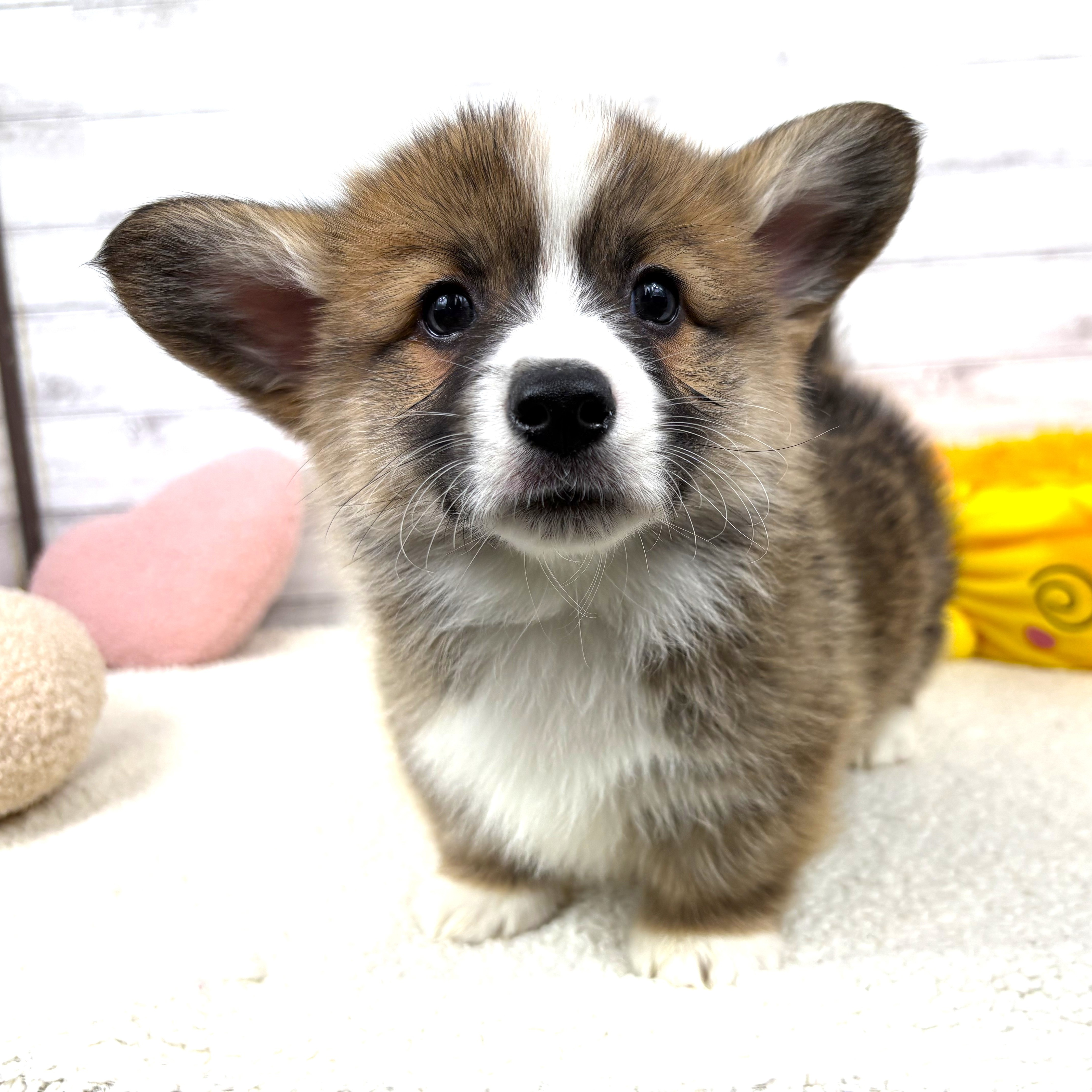 兵庫県のウェルシュコーギーペンブローク (犬の家＆猫の里川西店/2026年4月1日生まれ/男の子/レッドホワイト)の子犬の4枚目の画像