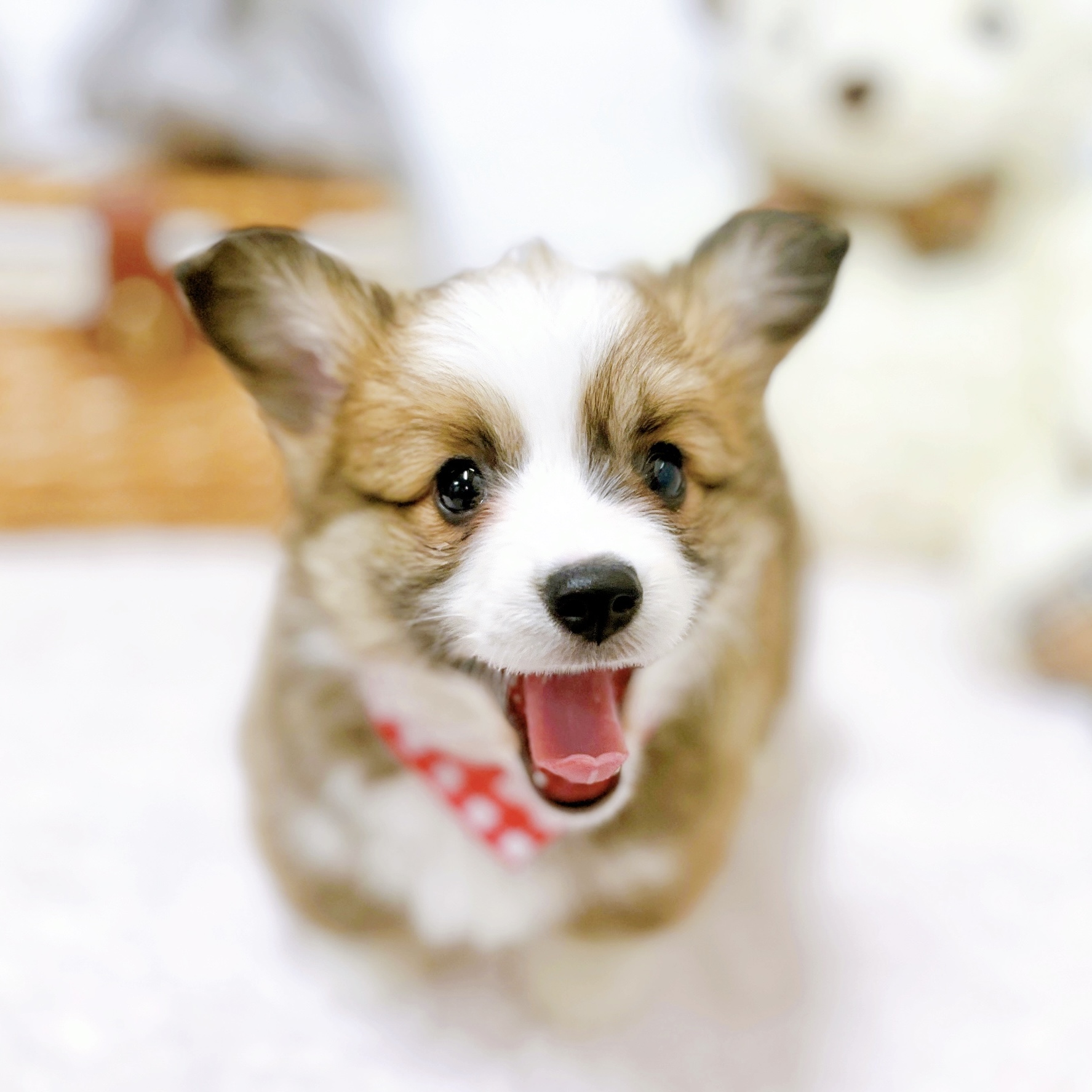 滋賀県のウェルシュコーギーペンブローク (犬の家＆猫の里近江八幡店/2026年4月1日生まれ/女の子/レッドホワイト)の子犬の4枚目の画像
