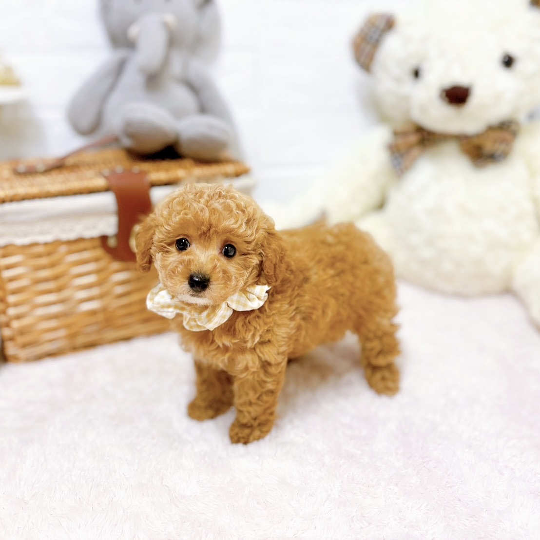 滋賀県のトイプードル(トイ) (犬の家＆猫の里近江八幡店/2026年4月1日生まれ/女の子/オレンジフォーン)の子犬の4枚目の画像