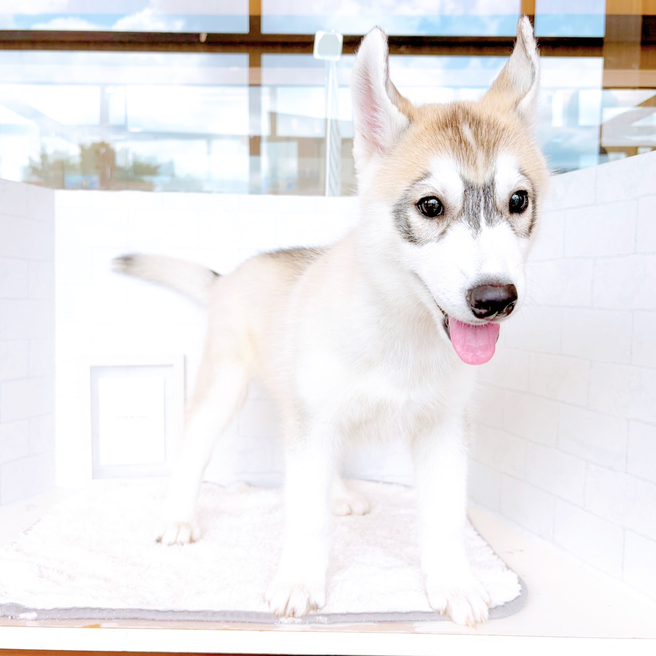 石川県のシベリアンハスキー (犬の家＆猫の里金沢店/2026年3月23日生まれ/女の子/シルバーホワイト)の子犬の4枚目の画像