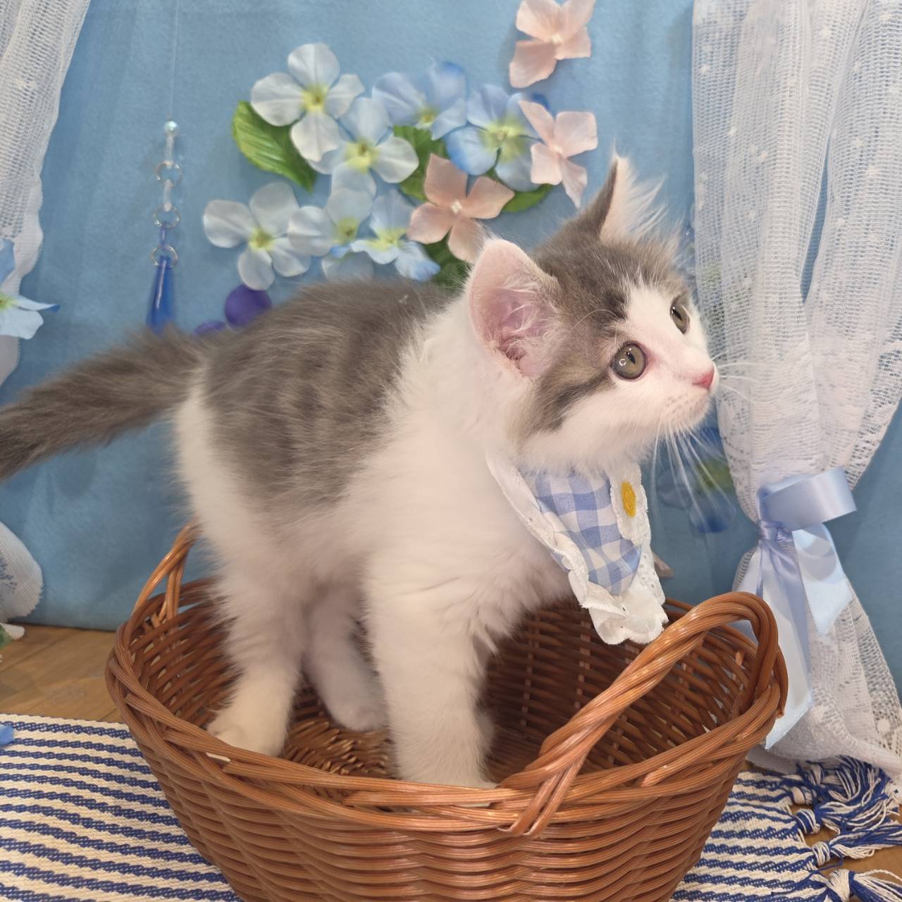 長野県のノルウェージャンフォレストキャット (犬の家＆猫の里カインズ梓川店/2026年4月1日生まれ/男の子/ブルータビーホワイト)の子猫の4枚目の画像