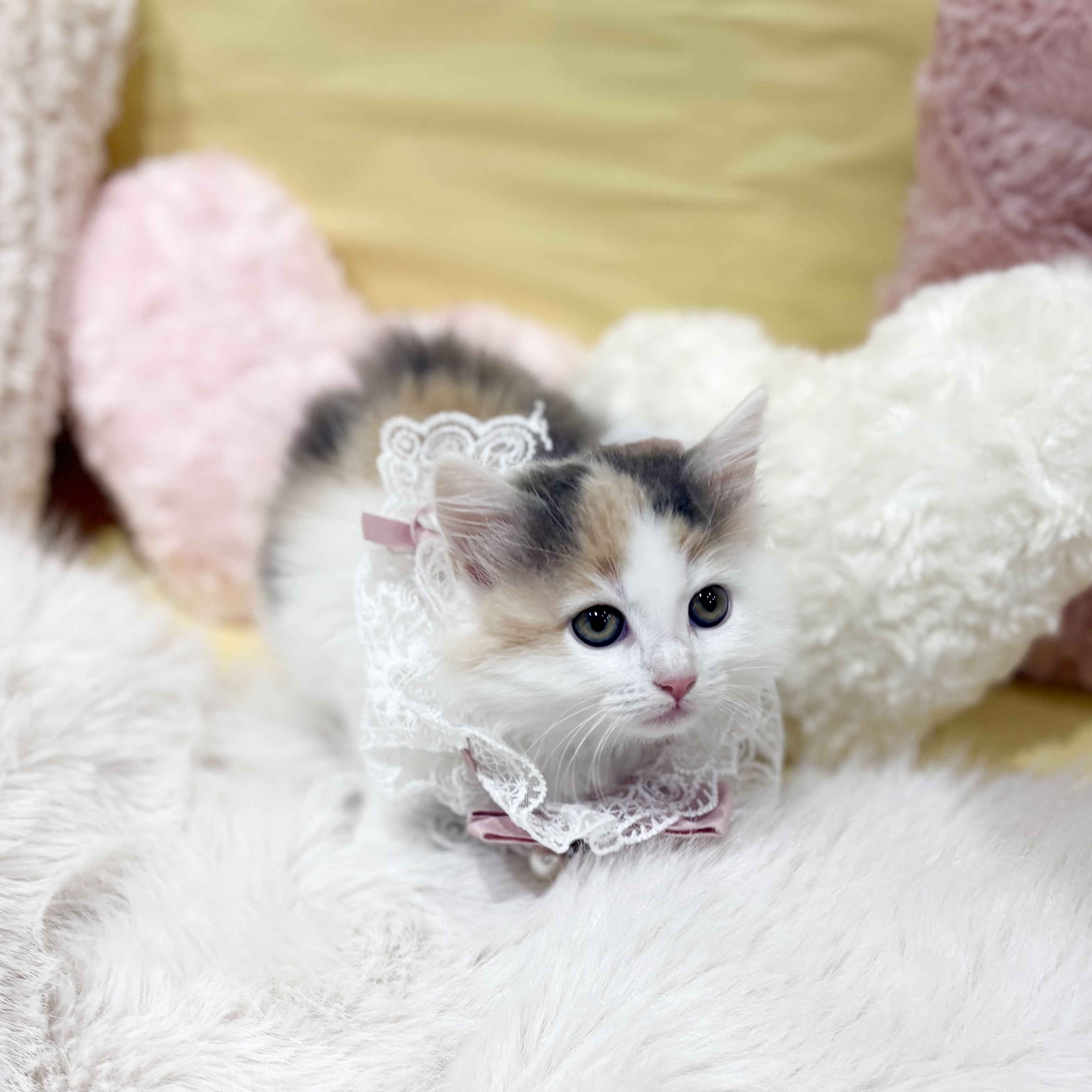 神奈川県のノルウェージャンフォレストキャット (犬の家＆猫の里元住吉ブレーメン通り店/2026年4月1日生まれ/女の子/ブルーパッチドタビーホワイト)の子猫の4枚目の画像