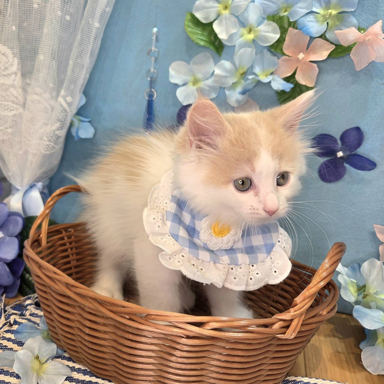 長野県のマンチカン (犬の家＆猫の里カインズ梓川店/2026年4月2日生まれ/男の子/クリームタビーホワイト)の子猫の4枚目の画像
