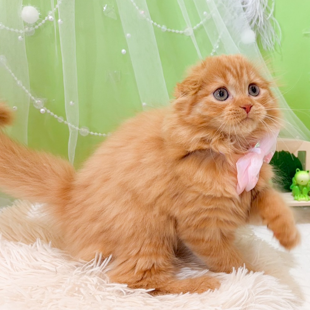 静岡県のスコティッシュフォールド (犬の家＆猫の里富士店/2026年3月27日生まれ/女の子/レッドタビー)の子猫の4枚目の画像