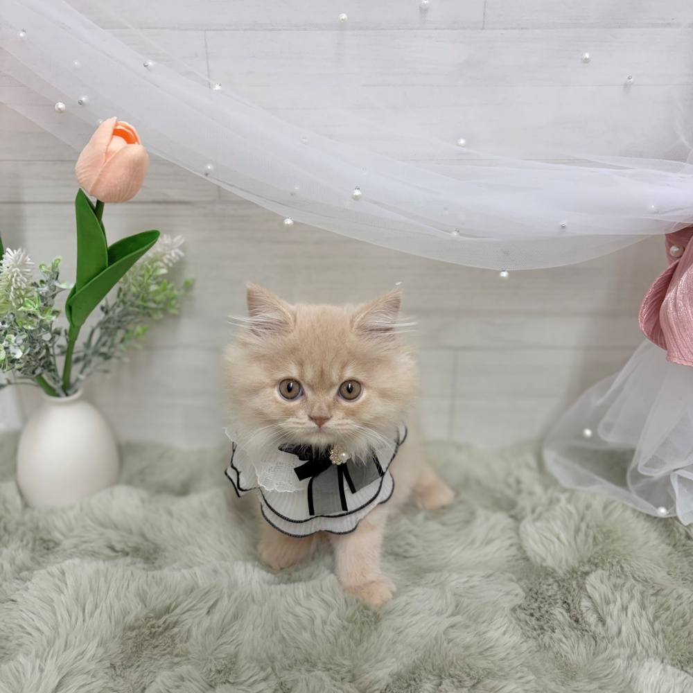 神奈川県のスコティッシュフォールド (犬の家＆猫の里相模原店/2026年3月26日生まれ/女の子/クリームタビー)の子猫の4枚目の画像