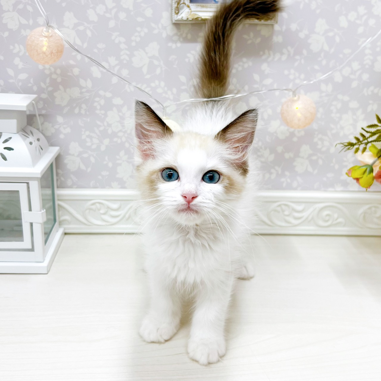 富山県のラグドール (犬の家＆猫の里アミーゴ山室店/2026年3月28日生まれ/男の子/シールポイントバイカラー)の子猫の4枚目の画像
