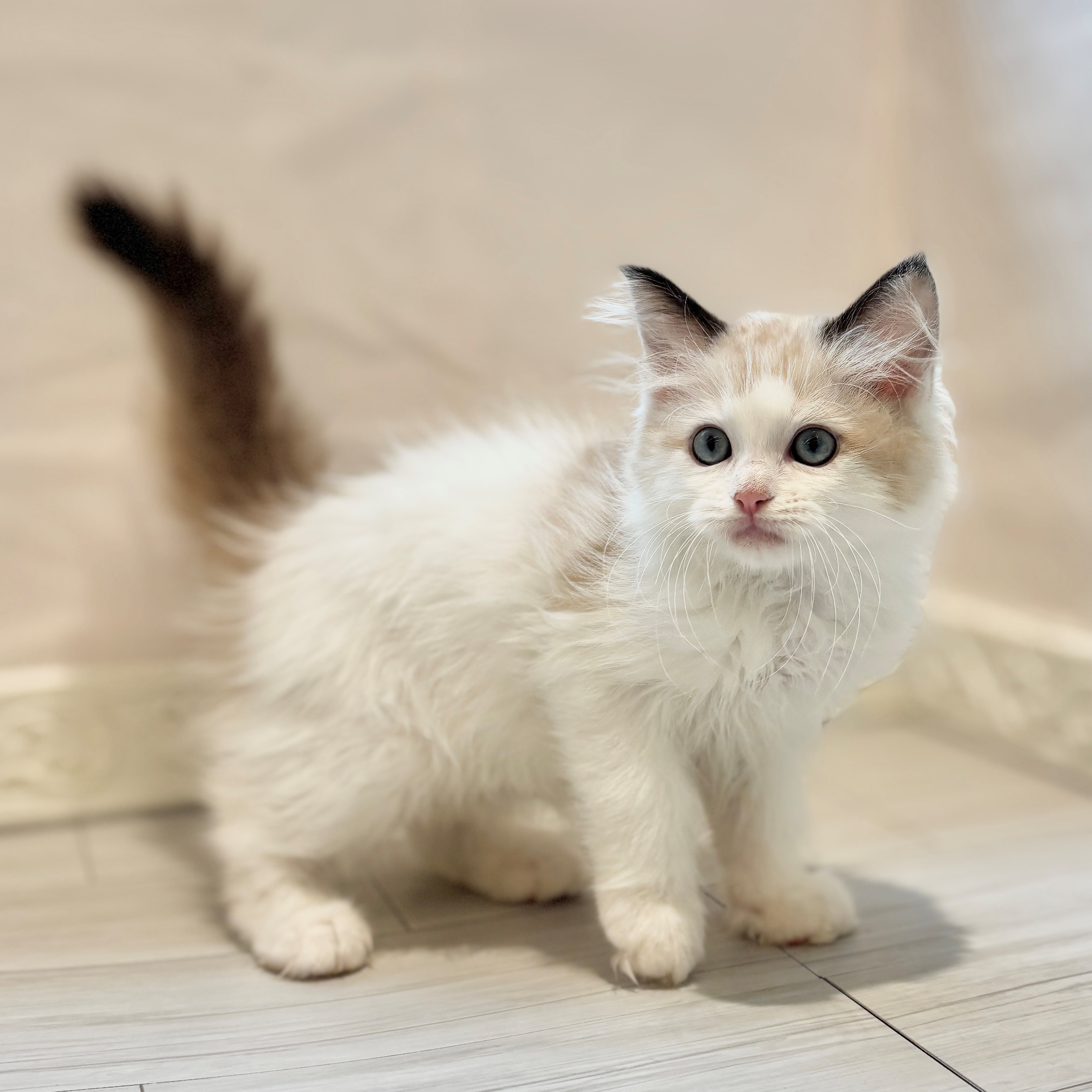 愛知県のラグドール (犬の家＆猫の里春日井本店/2026年3月28日生まれ/男の子/シールポイントバイカラー)の子猫の4枚目の画像
