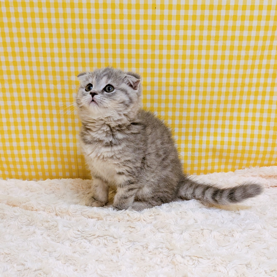 愛知県のスコティッシュフォールド (犬の家＆猫の里一宮店/2026年3月30日生まれ/女の子/ブルーパッチドタビー)の子猫の4枚目の画像