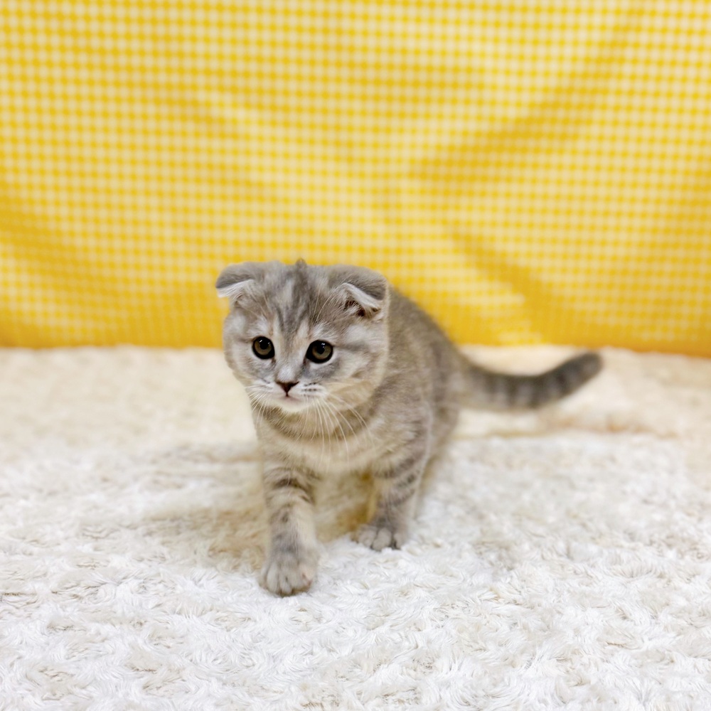 愛知県のスコティッシュフォールド (犬の家＆猫の里一宮店/2026年3月30日生まれ/女の子/ブルーパッチドタビー)の子猫の4枚目の画像