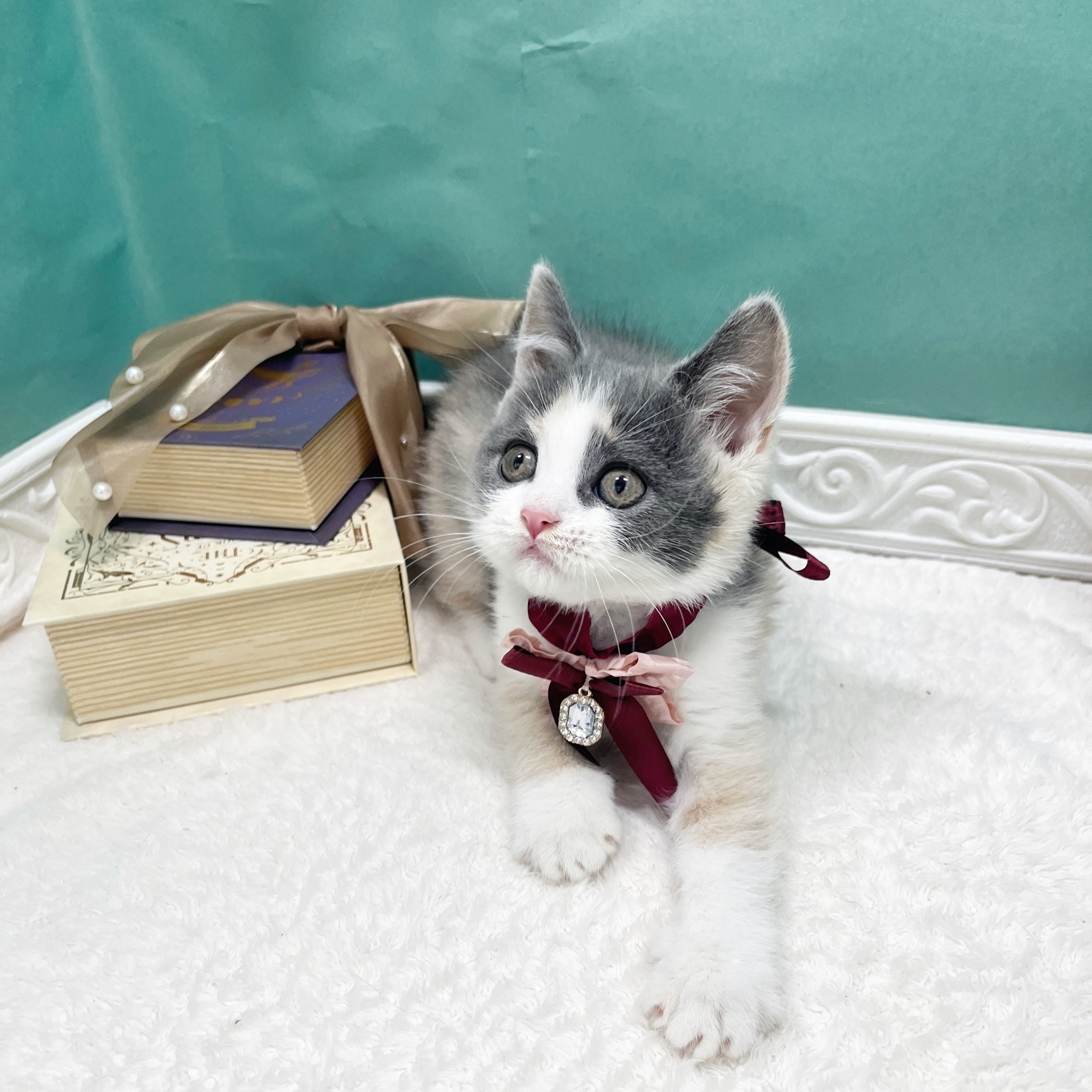 石川県のスコティッシュストレート (犬の家＆猫の里アミーゴ金沢有松店/2026年4月3日生まれ/女の子/ダイリュートキャリコ)の子猫の4枚目の画像
