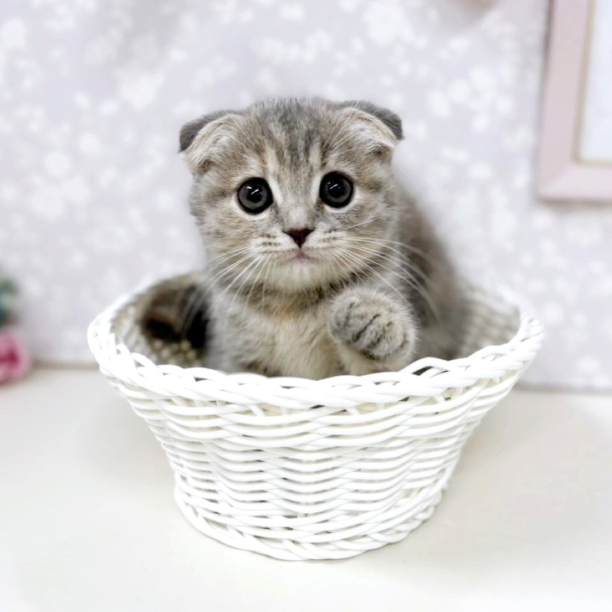 富山県のスコティッシュフォールド (犬の家＆猫の里アミーゴ高岡蓮花寺店/2026年3月28日生まれ/女の子/ブルーパッチドタビー)の子猫の4枚目の画像