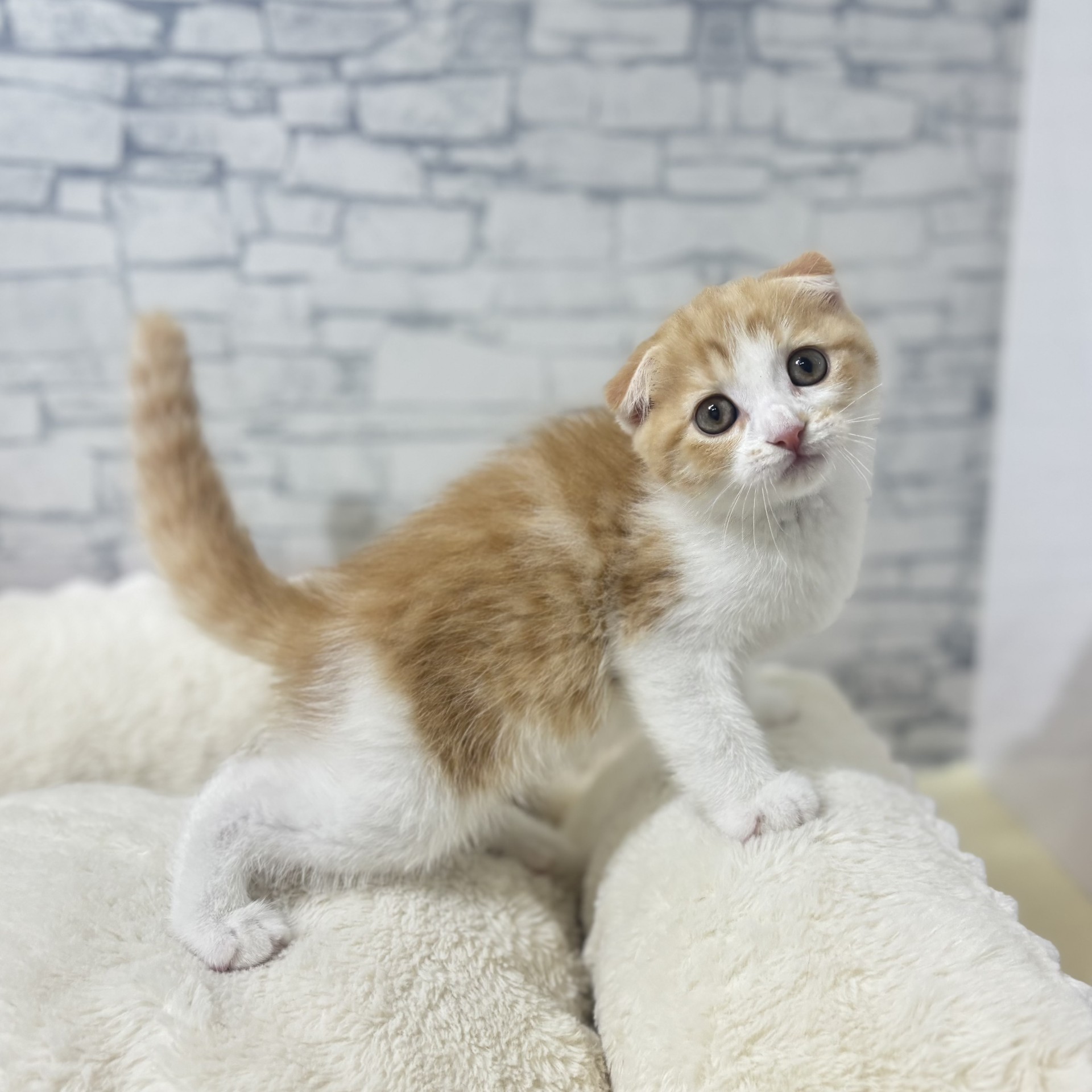 長野県のスコティッシュフォールド (犬の家＆猫の里長野店/2026年4月3日生まれ/男の子/レッドタビーホワイト)の子猫の4枚目の画像