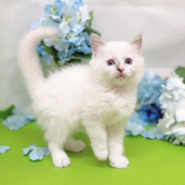 静岡県のラグドール (犬の家＆猫の里藤枝店/2026年4月3日生まれ/男の子/ブルーポイントバイカラー)の子猫の4枚目の画像