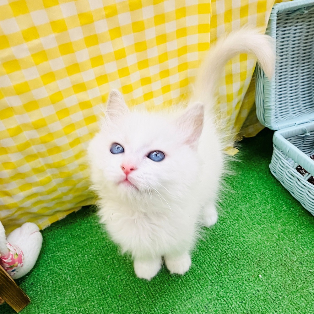 愛知県のラグドール (犬の家＆猫の里名古屋天白店/2026年4月3日生まれ/男の子/ブルーポイントバイカラー)の子猫の4枚目の画像