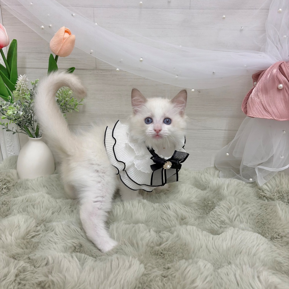 神奈川県のラグドール (犬の家＆猫の里相模原店/2026年4月3日生まれ/男の子/ブルーポイントバイカラー)の子猫の4枚目の画像