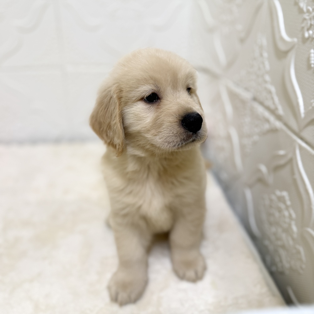 愛知県のゴールデンレトリバー (犬の家＆猫の里岡崎店/2026年4月4日生まれ/女の子/ゴールデン)の子犬の4枚目の画像