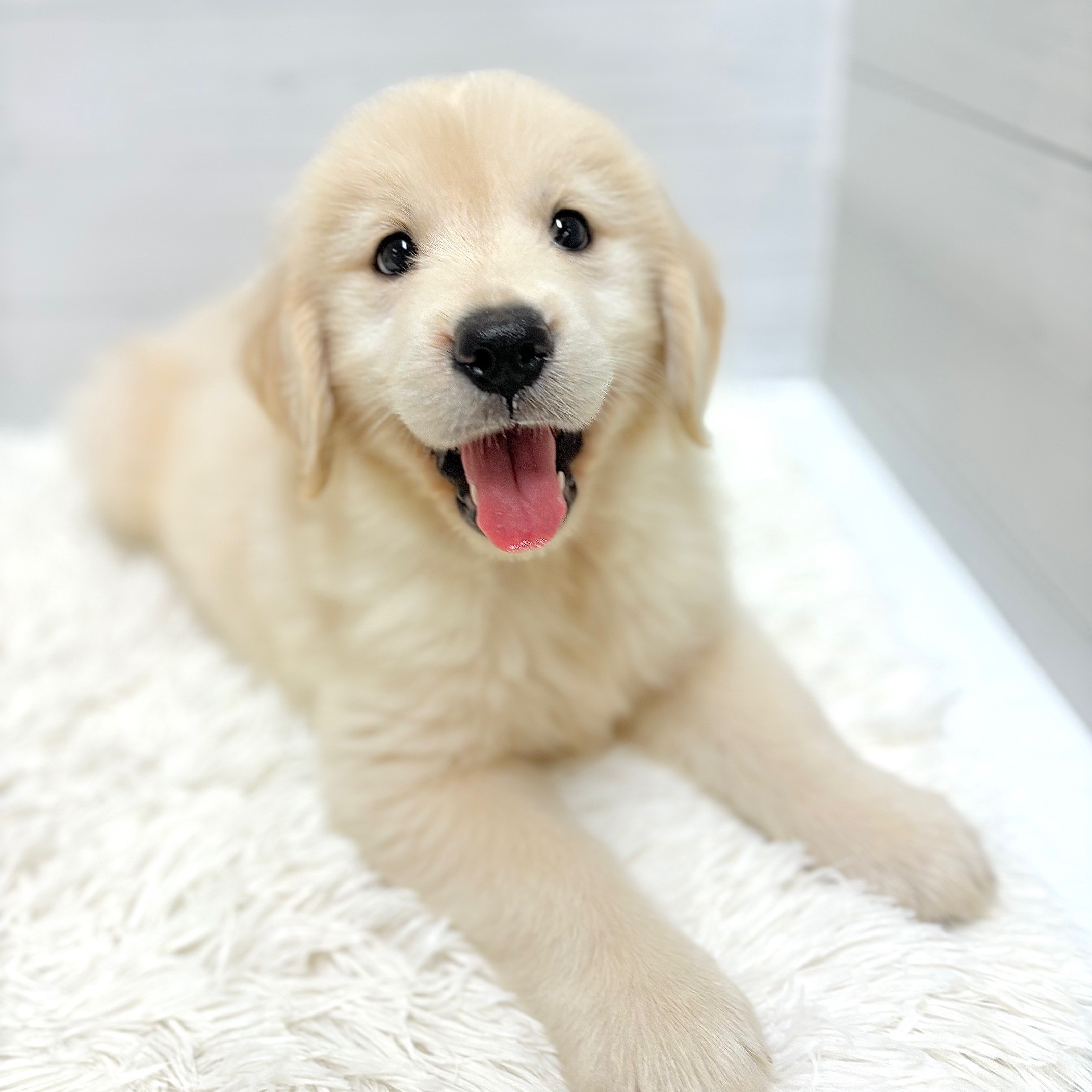 愛知県のゴールデンレトリバー (犬の家＆猫の里豊田店/2026年4月4日生まれ/女の子/クリーム)の子犬の4枚目の画像