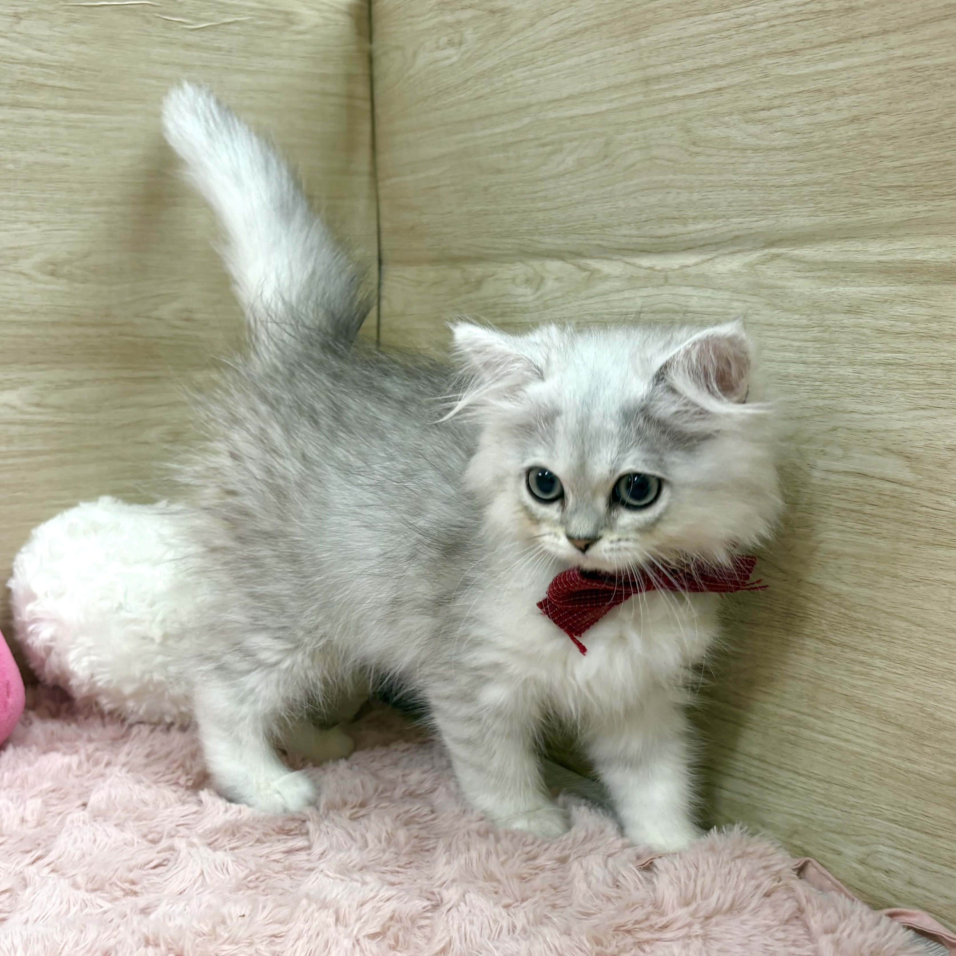 大阪府のペルシャの子猫を価格や特徴で探す|ペットショップ探すなら
