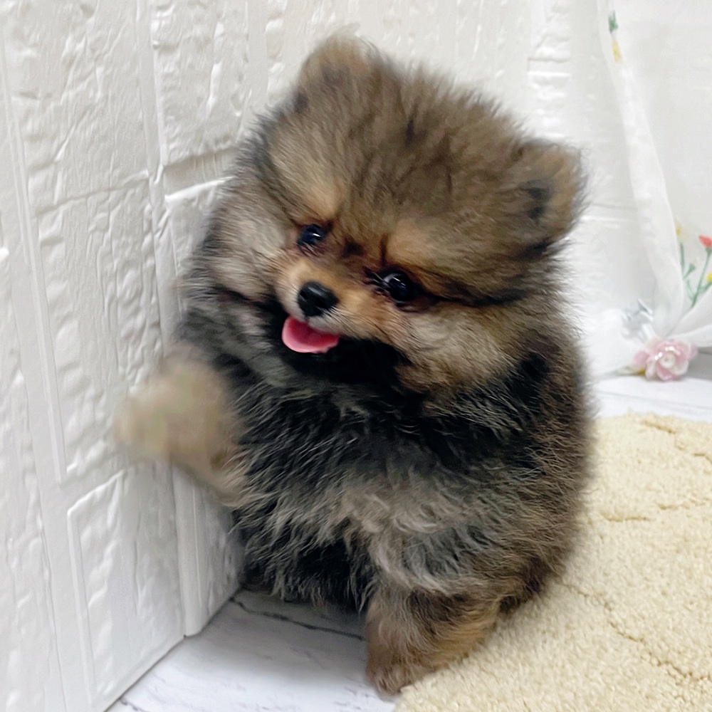 岡山県のポメラニアン (犬の家＆猫の里岡山店/2026年3月26日生まれ/男の子/オレンジセーブル)の子犬の4枚目の画像