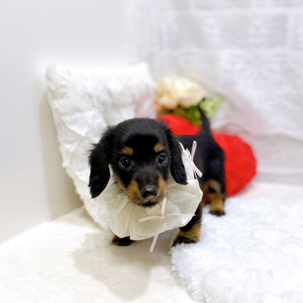 滋賀県のカニンヘンダックスフンド(ロング) (犬の家＆猫の里長浜店/2026年4月4日生まれ/女の子/ブラックタン)の子犬の4枚目の画像