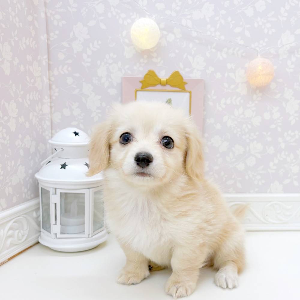 富山県のチワックス(チワワ×ダックス) (犬の家＆猫の里富山店/2026年3月26日生まれ/男の子/クリーム)の子犬の4枚目の画像