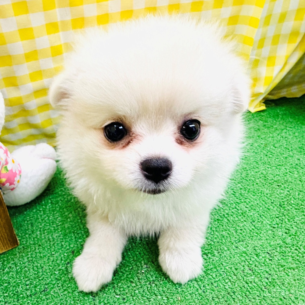 愛知県のポメチワ/チワポメ/ポメチー(ポメラニアン×チワワ) (犬の家＆猫の里名古屋天白店/2026年3月30日生まれ/女の子/クリーム)の子犬の4枚目の画像