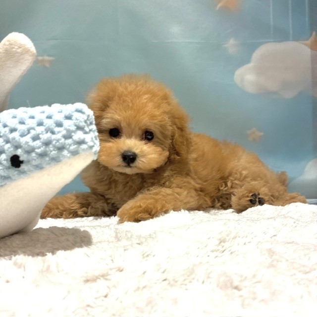 福岡県のトイプードル(トイ) (犬の家＆猫の里トリアス久山店/2026年4月3日生まれ/男の子/オレンジフォーン)の子犬の4枚目の画像