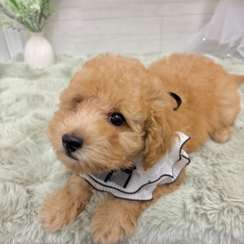 神奈川県のトイプードル(トイ) (犬の家＆猫の里相模原店/2026年4月4日生まれ/男の子/オレンジフォーン)の子犬の4枚目の画像
