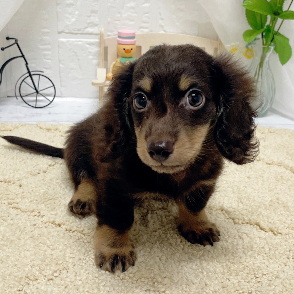 岡山県のミニチュアダックスフンド(ロング) (犬の家＆猫の里岡山店/2026年4月1日生まれ/男の子/チョコレートタン)の子犬の4枚目の画像