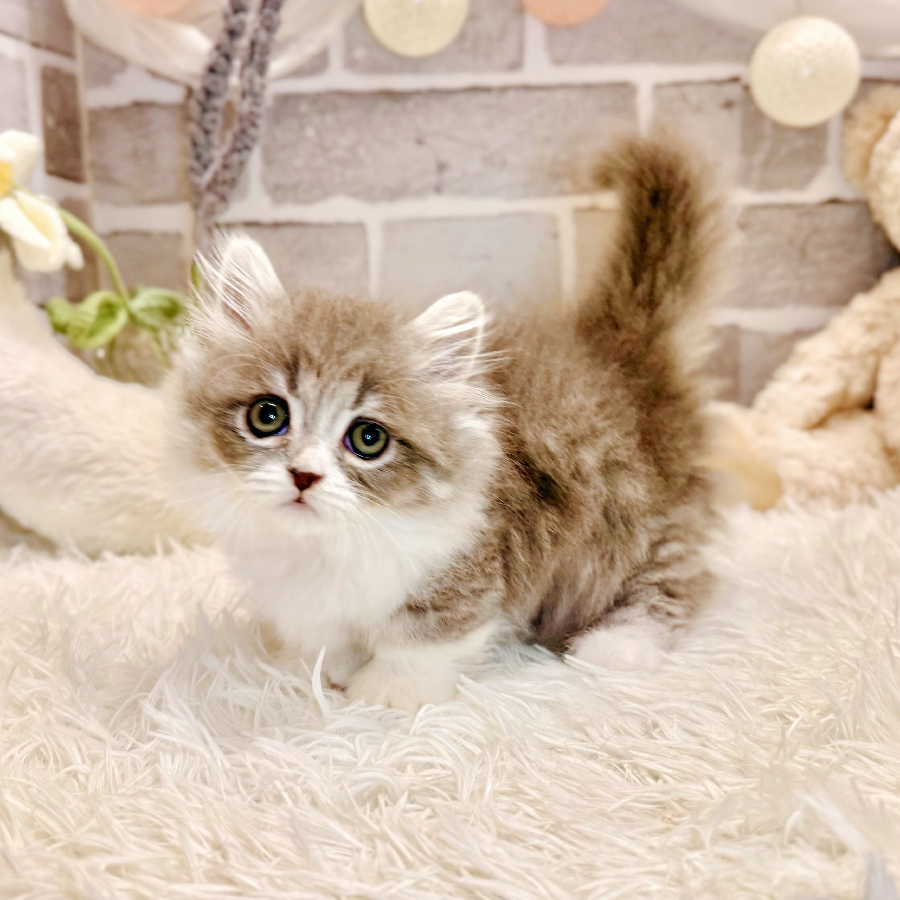 兵庫県のミヌエット (犬の家＆猫の里神戸店/2026年4月5日生まれ/女の子/ブルータビーホワイト)の子猫の4枚目の画像